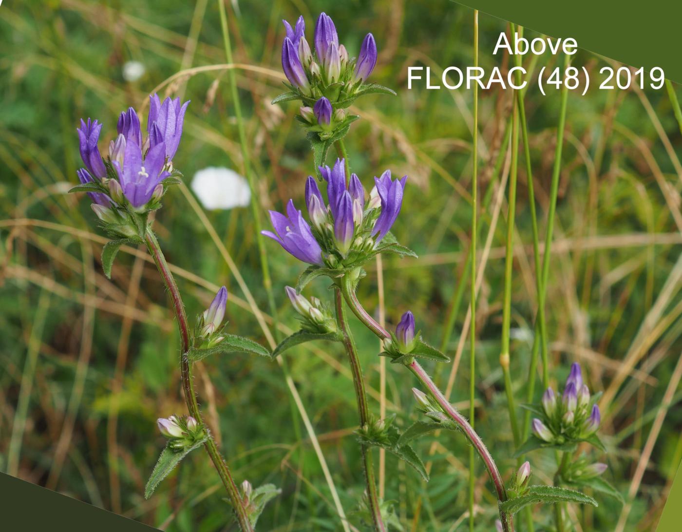 Bellflower, Clustered plant